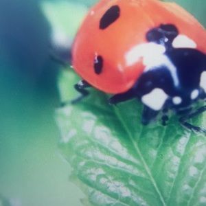 Meet your Posher, Brennan